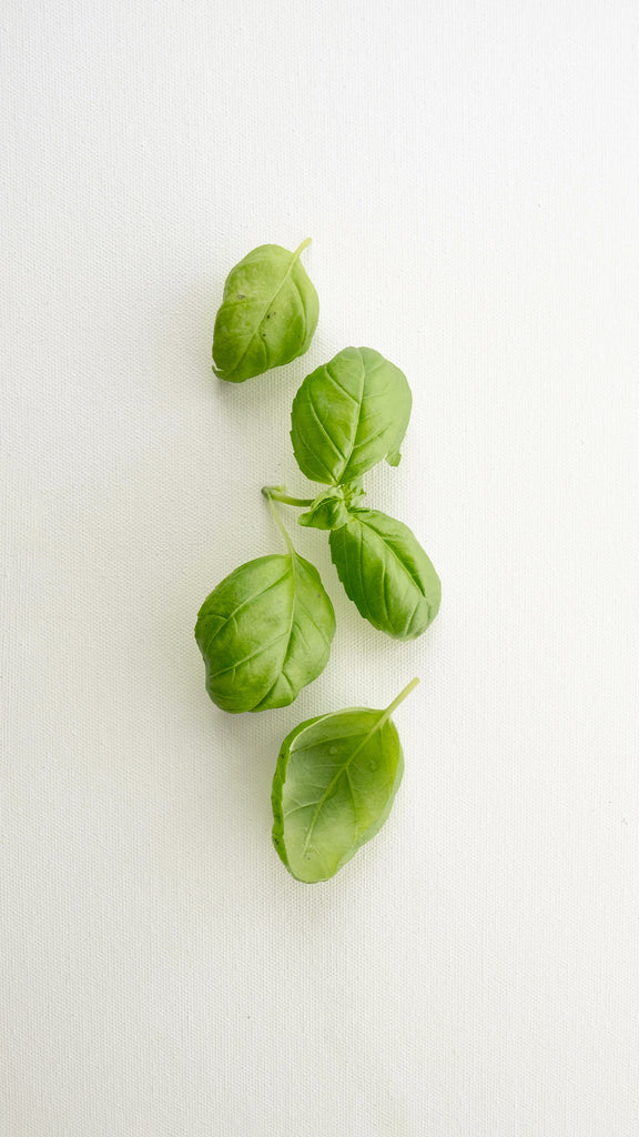 Basil