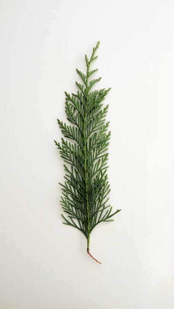 Cedar Leaf